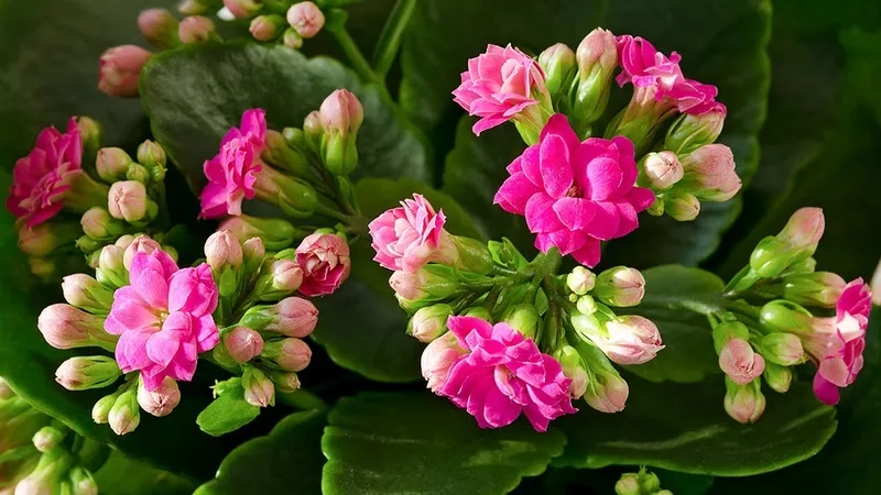 Cây hoa bỏng kép sang trọng phù hợp trang trí nhà hiện đại