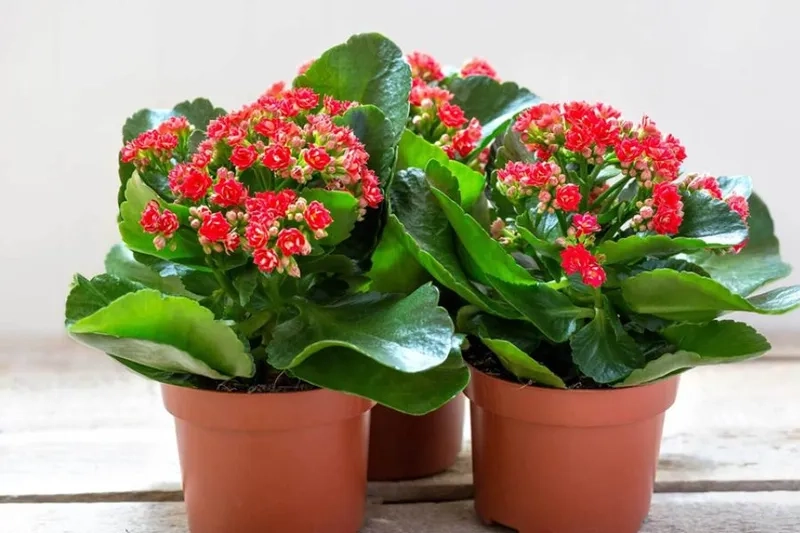 Trưng bày cây sống đời kiểng giúp không gian thêm tinh tế