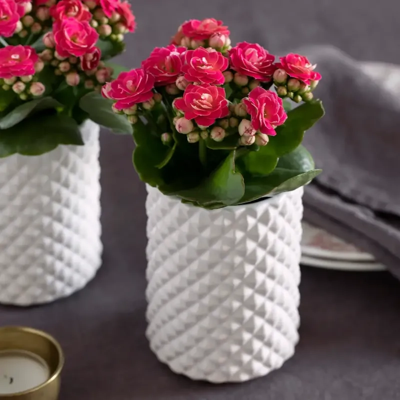 Khoảnh khắc cây sống đời nở hoa làm sáng bừng góc nhỏ