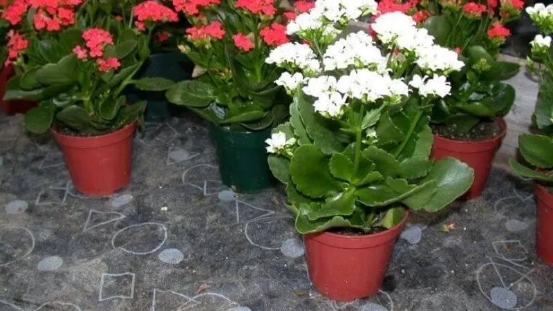 Vẻ đẹp bền bỉ giúp cây sống đời trang trí nhà thêm may mắn