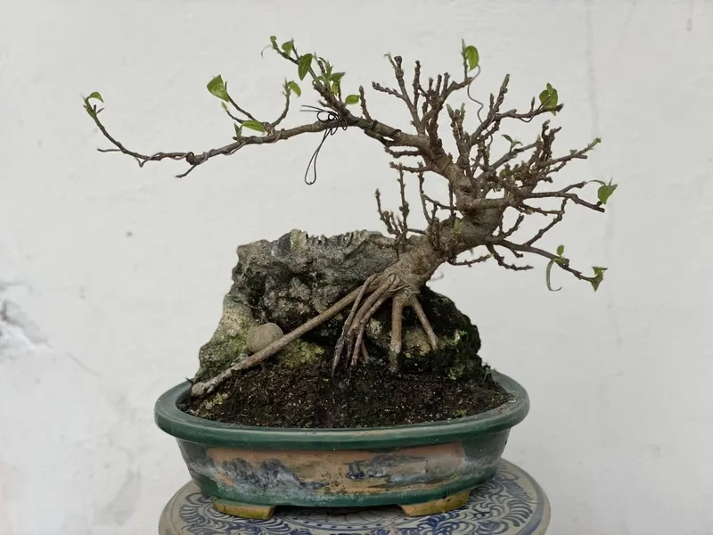 Cây sung bonsai phong thủy tốt