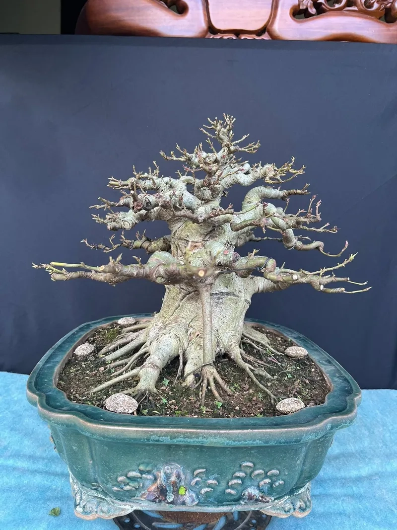 Cách uốn cây sung dáng làng