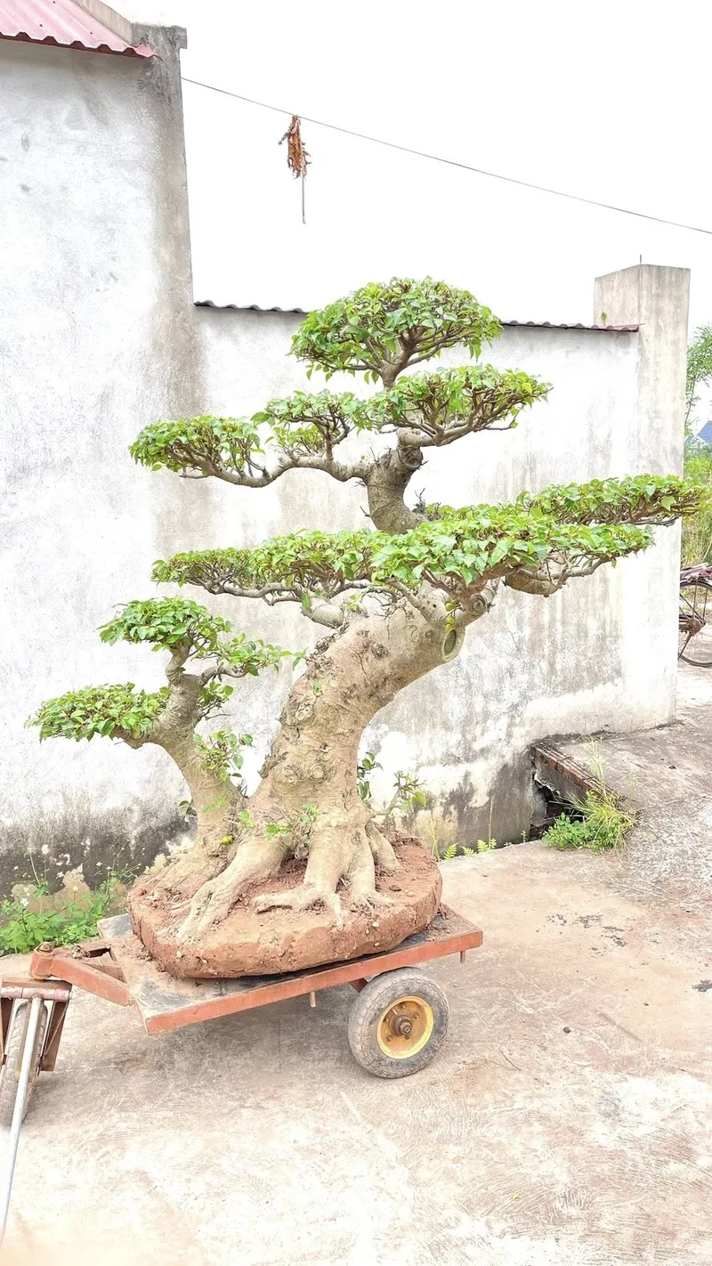 Gốc sung cổ thụ mini sần sùi