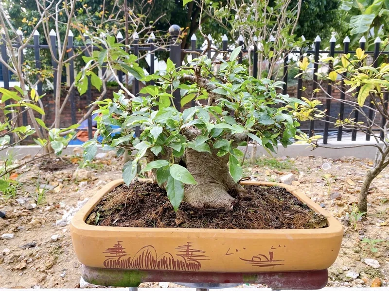 Những phôi sung đẹp triển vọng