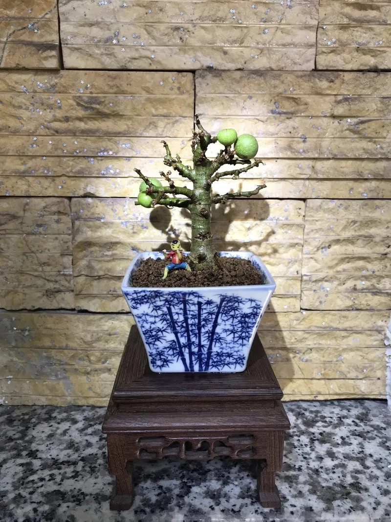 Thế sung bonsai quái độc đáo