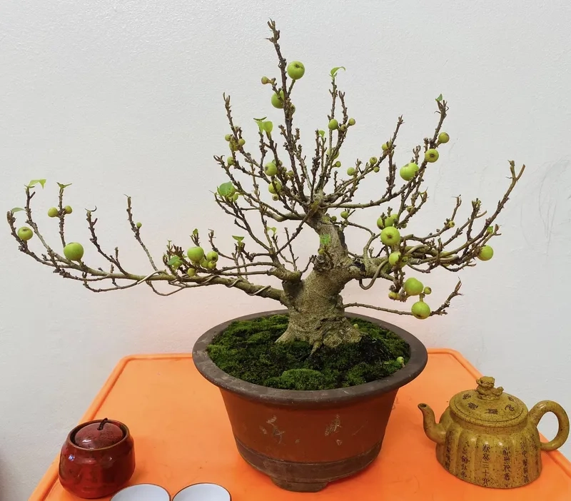 Mẫu sung bonsai nghệ thuật
