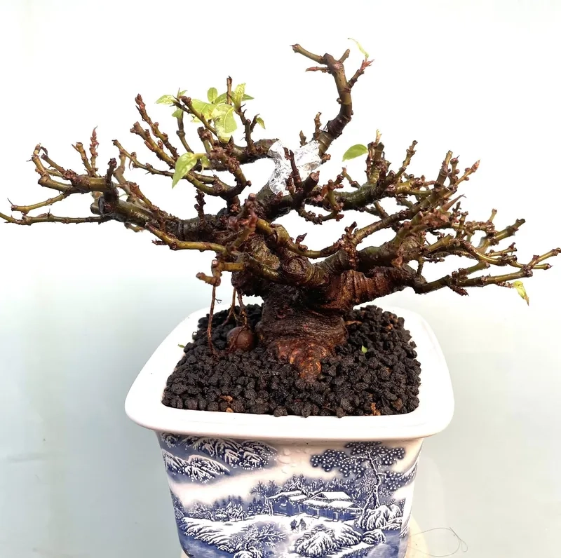 Cách tỉa lá sung bonsai chuẩn