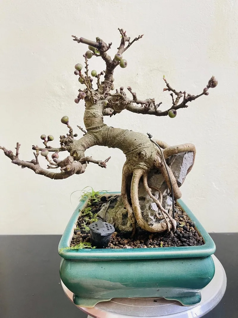 Thế sung bonsai dáng thác đổ