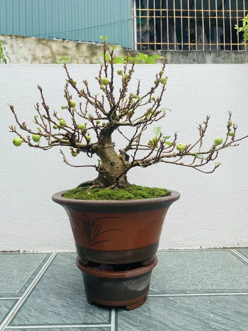 Loại đất trồng sung bonsai tốt