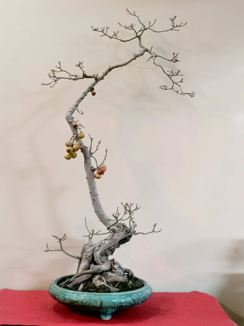 Gốc sung Mỹ bonsai lạ mắt