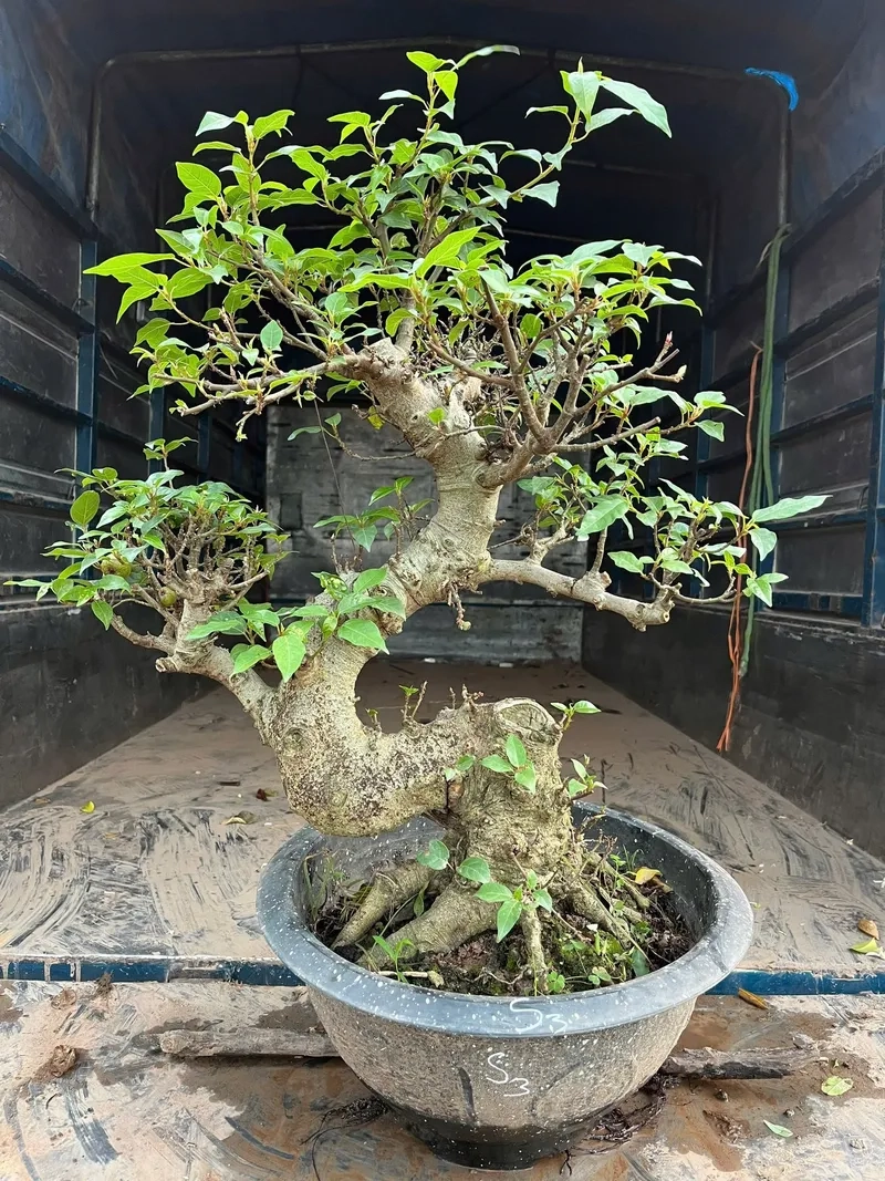 Xem giá cây sung bonsai mới