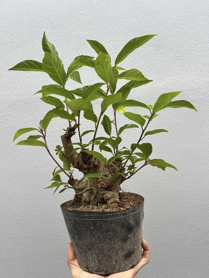 Cách chăm sóc sung bonsai tốt