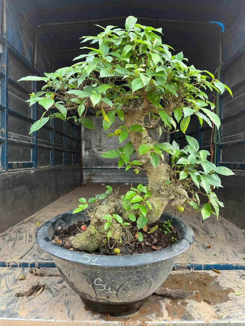 Mẫu sung bonsai đẹp nhất năm