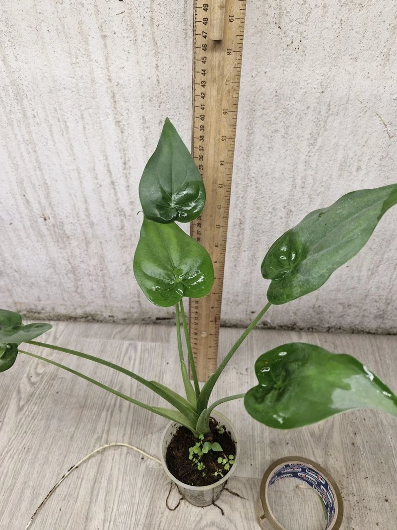 Đặc điểm nổi bật khiến cây tai phật