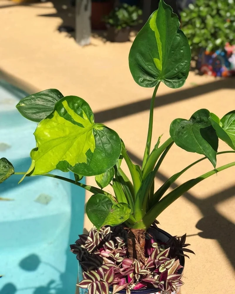 Cây tai phật phong thủy thu hút năng lượng tích cực