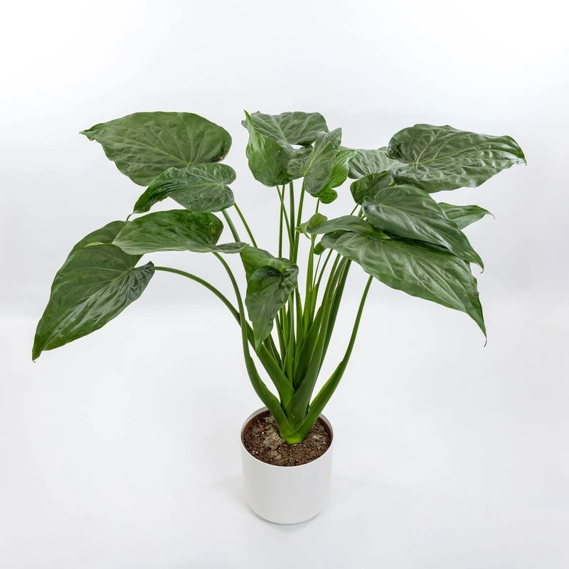 Cây tai phật trong nhà phù hợp nhiều không gian