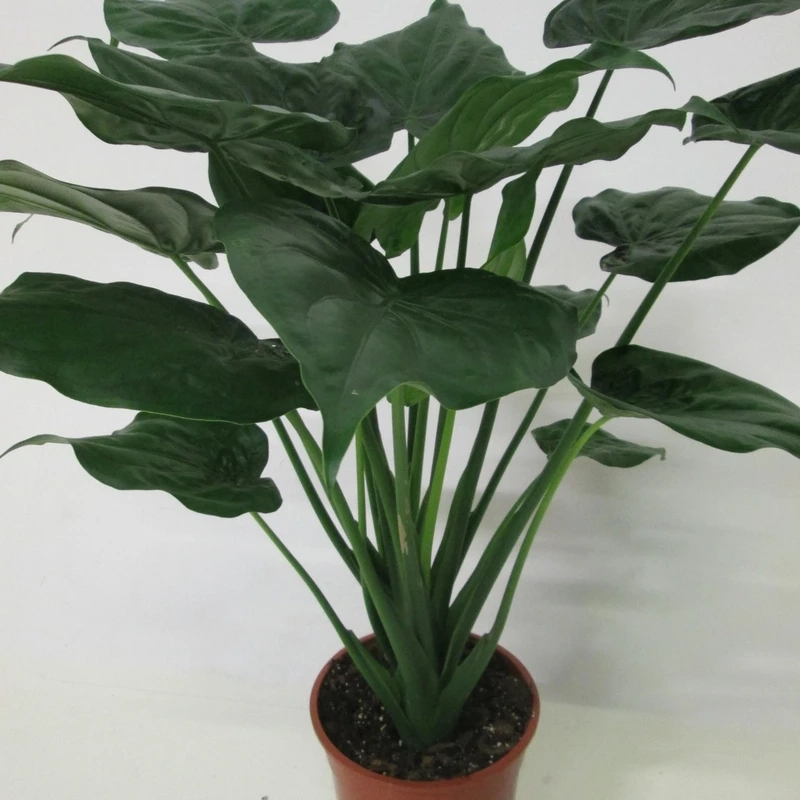 Cây tai phật mini nhỏ xinh dễ bố trí