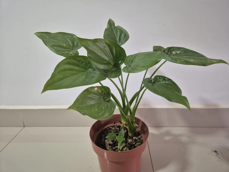 Cây tai phật trồng chậu tiện chăm sóc lâu dài