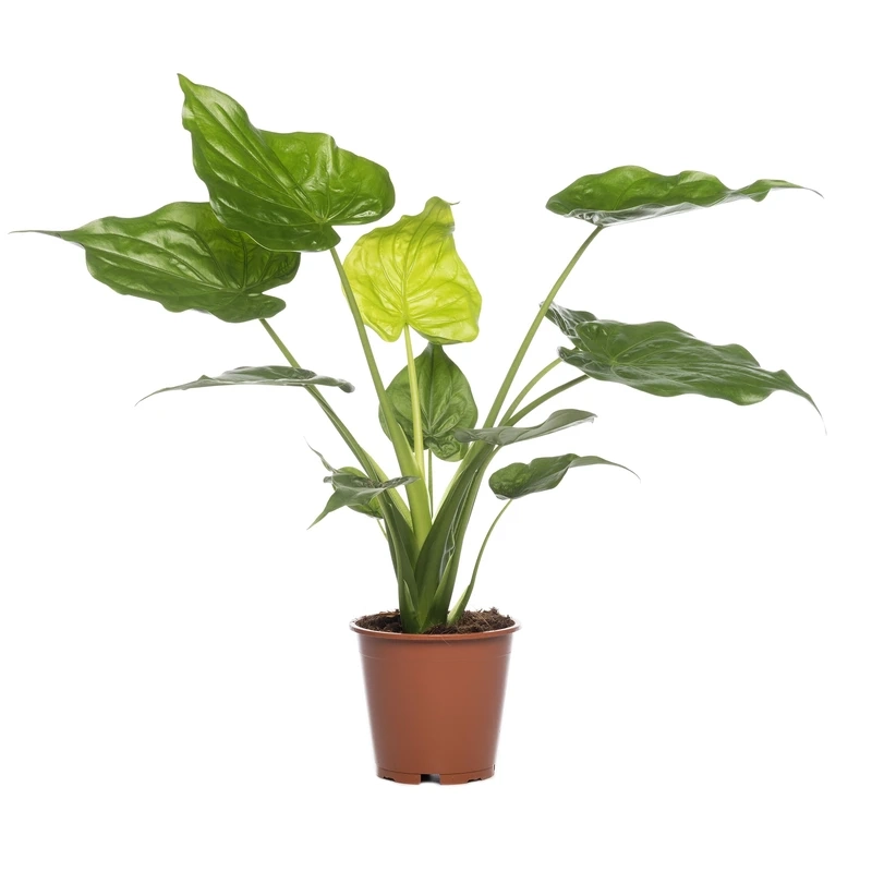 Cây tai phật để phòng khách tạo cảm giác thư giãn