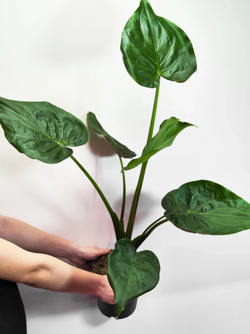 Cây tai phật xanh tốt tượng trưng sức sống bền bỉ