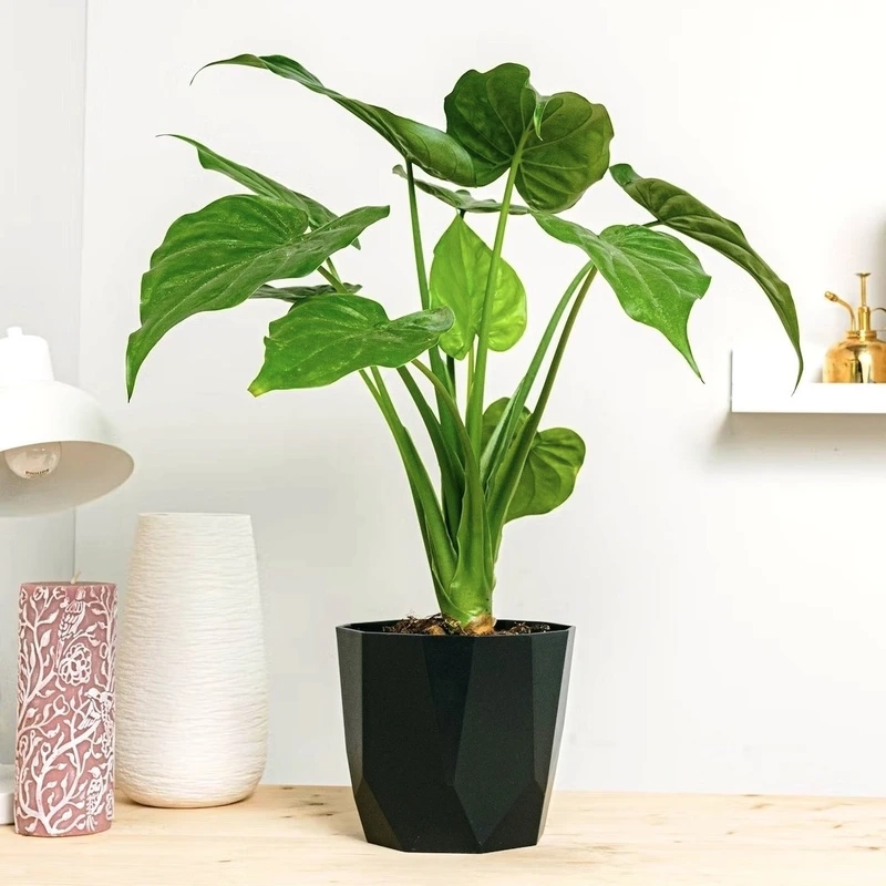 Cây tai phật nội thất hài hòa tổng thể không gian