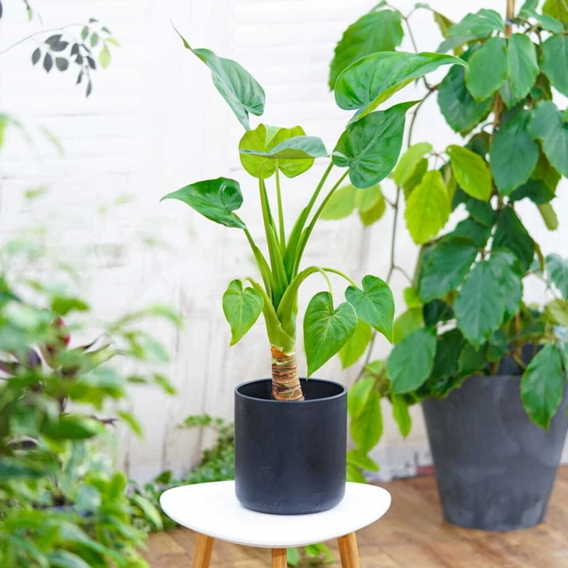 Cây tai phật làm quà tặng ý nghĩa và tinh tế