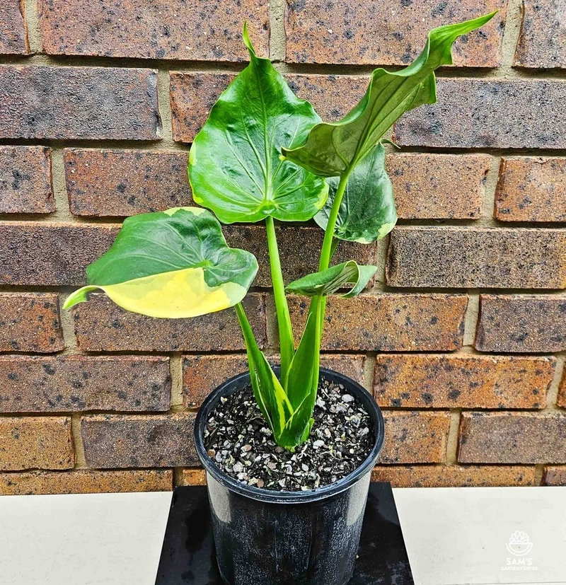 Cây tai phật tiểu cảnh nhỏ gọn mà cuốn hút