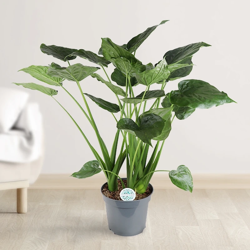 Cây tai phật may mắn mang ý nghĩa tích cực