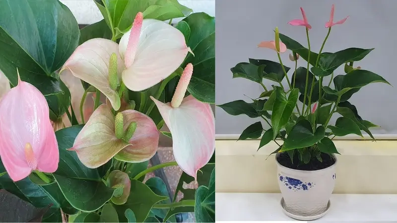 Cây tặng khai trương phong thủy giúp không gian thêm vượng khí