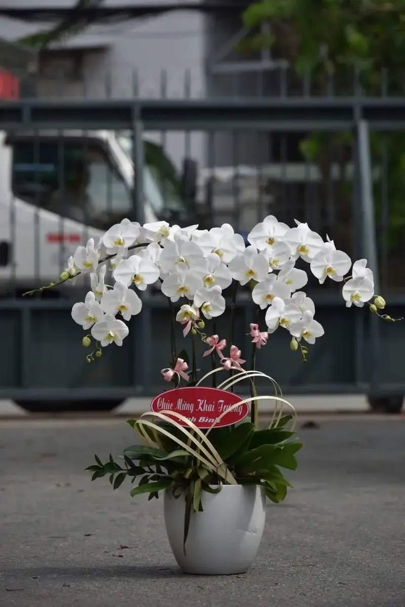 Cây tặng khai trương sang trọng nâng tầm hình ảnh doanh nghiệp