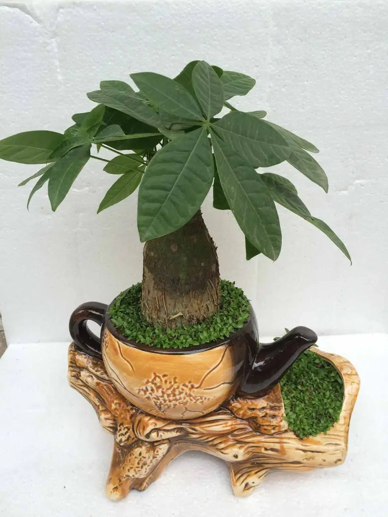 Cây tặng khai trương may mắn gửi gắm lời chúc thành công