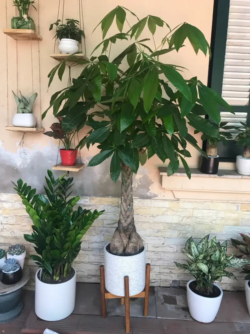 Cây tặng khai trương cho doanh nghiệp tạo ấn tượng ban đầu