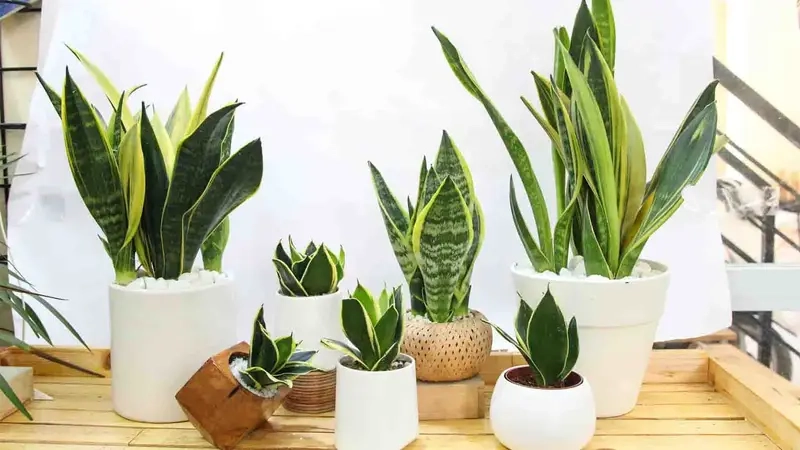 Cây tặng khai trương công ty biểu trưng sự phát triển bền vững