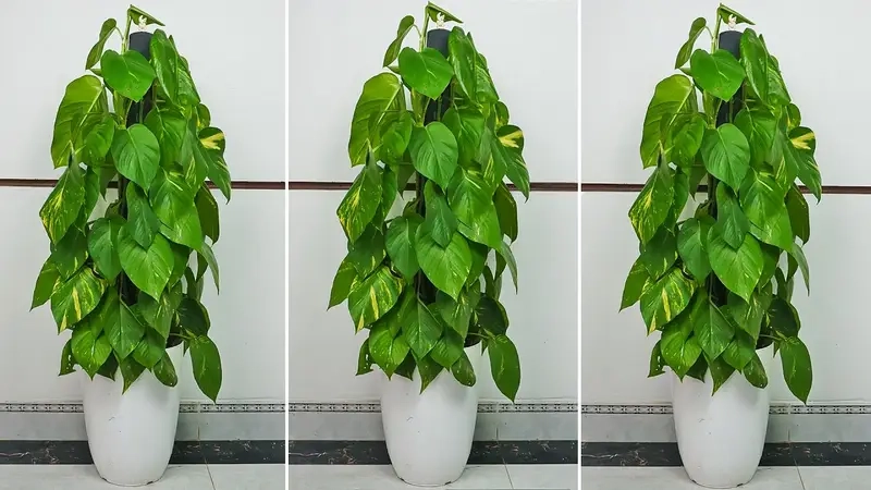 Cây tặng khai trương mang ý nghĩa phát triển lâu dài