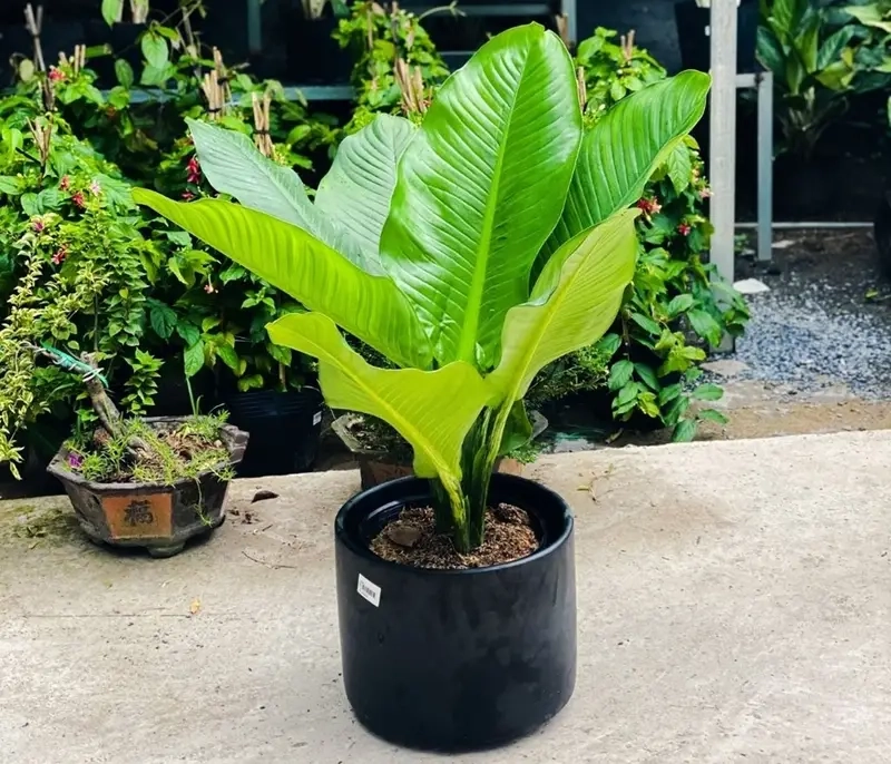 Cây tặng khai trương phù hợp không gian kinh doanh hiện đại