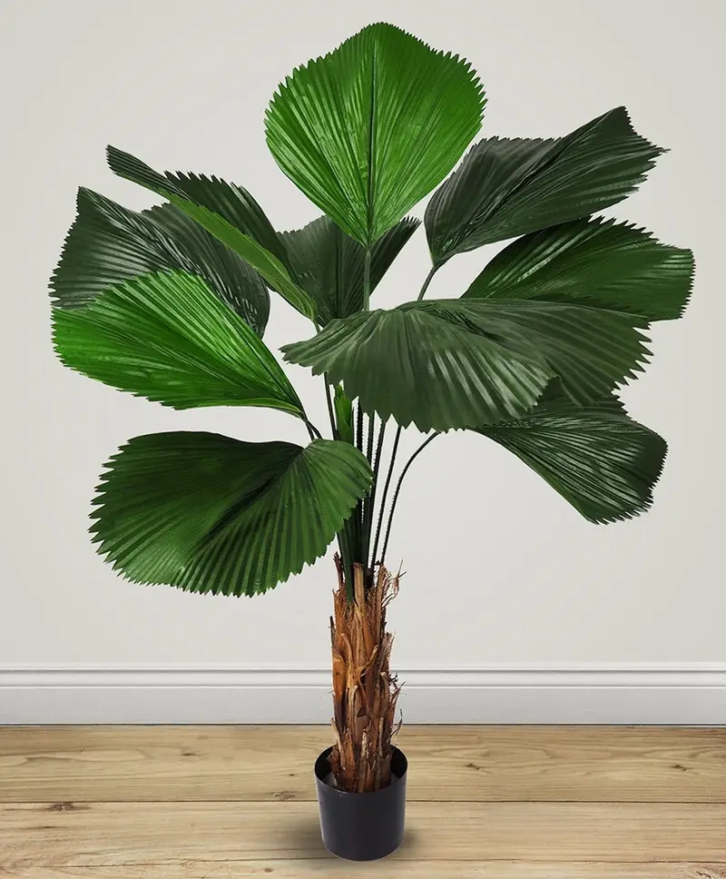 Cây tặng khai trương cho ngày khai trương thêm rộn ràng