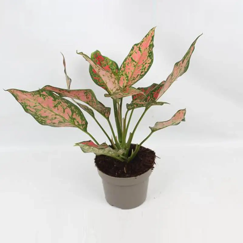 Khám phá Hình Ảnh Cây Thịnh Vượng đẹp mắt và độc đáo