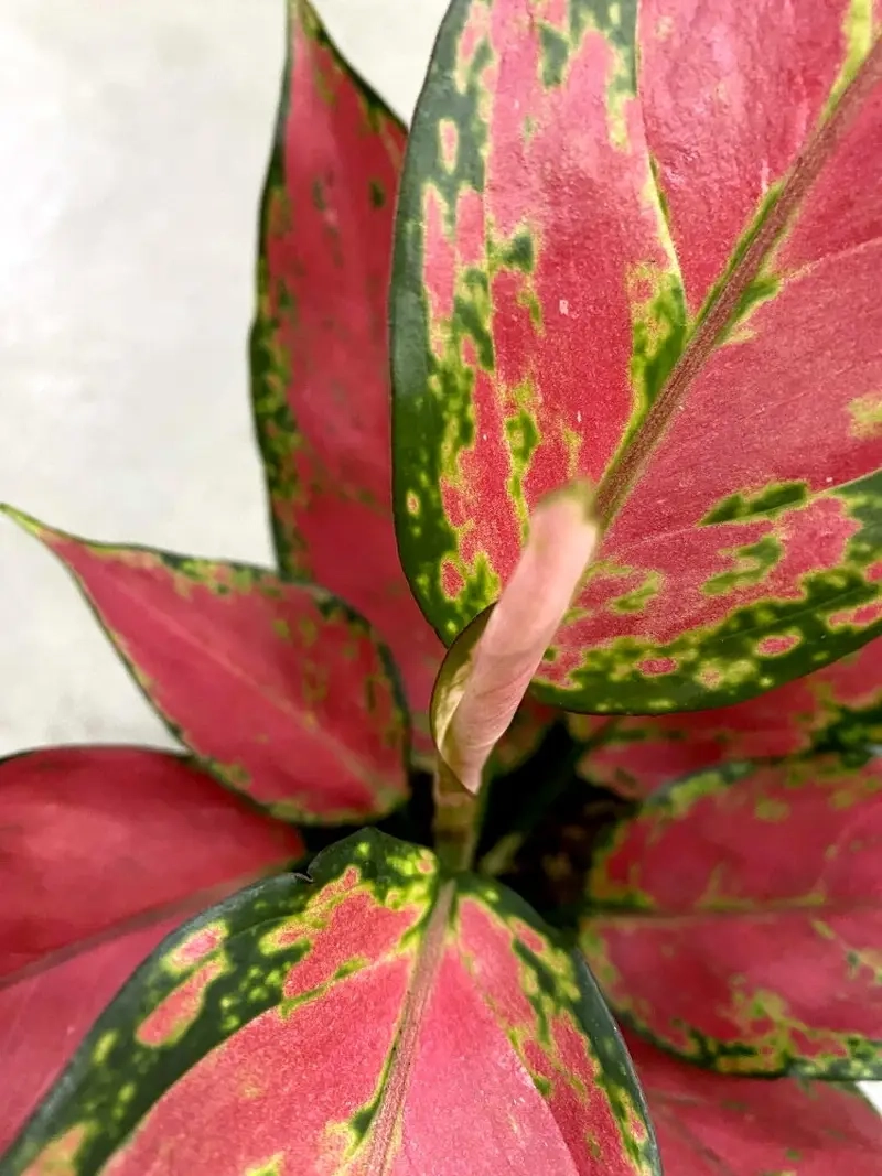 Cây Phát Tài Thịnh Vượng giúp thu hút vận may và tiền tài