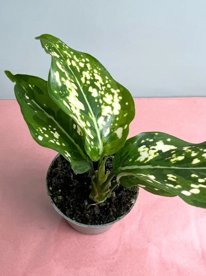 Cây Thịnh Vượng Ra Hoa rực rỡ đem lại niềm vui trọn vẹn