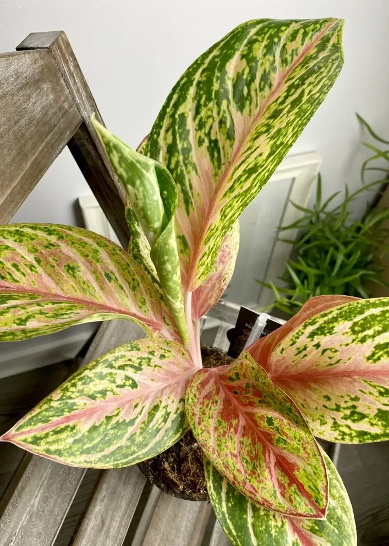 Cây Thịnh Vượng Để Bàn mang may mắn đến nơi làm việc