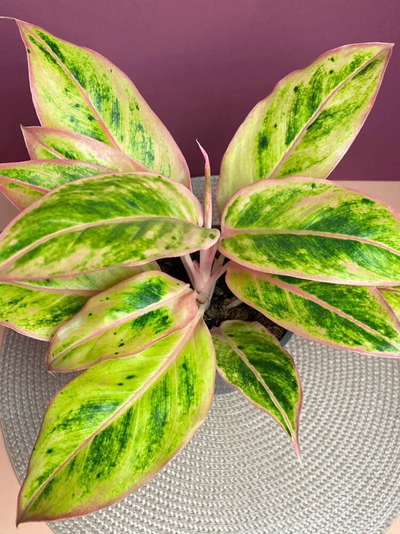 Cây Thịnh Vượng Đỏ mang vẻ đẹp nổi bật và tài lộc dồi dào