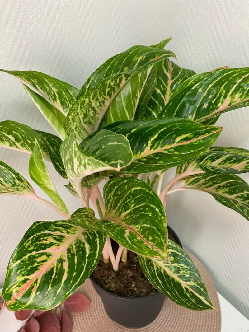 Tìm hiểu Cây Thịnh Vượng Giá Bao Nhiêu phù hợp túi tiền