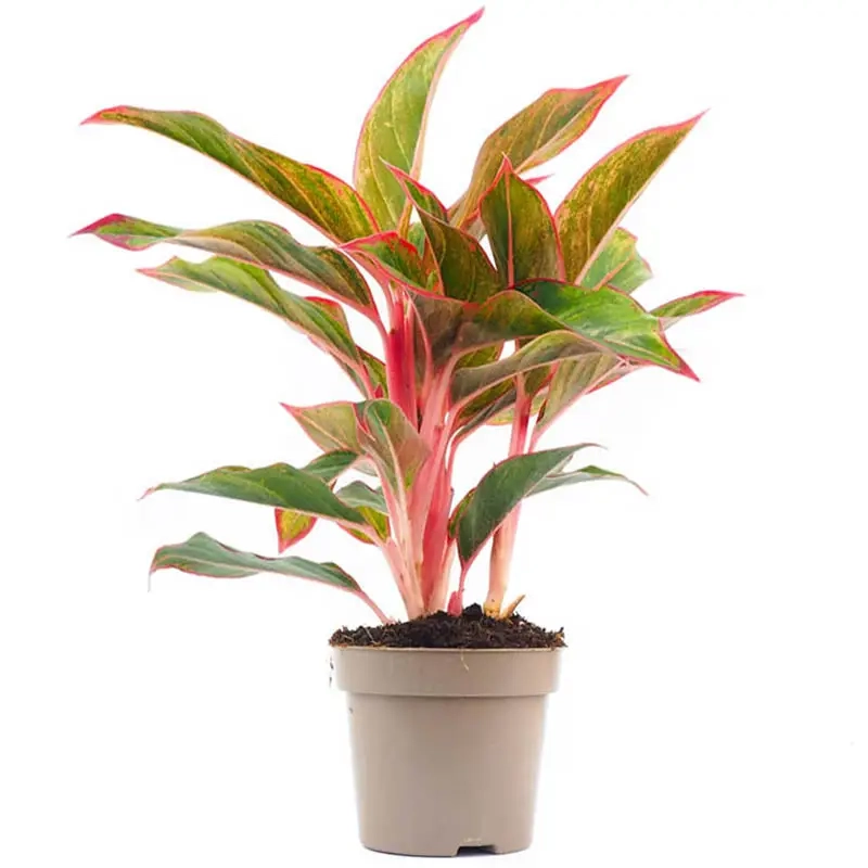 Cây Thịnh Vượng Tài Lộc mang vượng khí và may mắn trọn năm