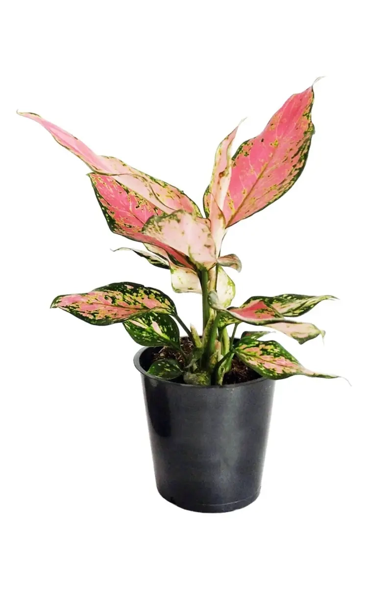 Cây Thịnh Vượng Phong Thủy thu hút năng lượng tích cực và may mắn