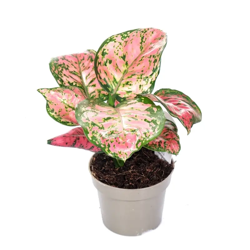 Cây Thịnh Vượng May Mắn mang vận khí tốt và niềm vui mỗi ngày