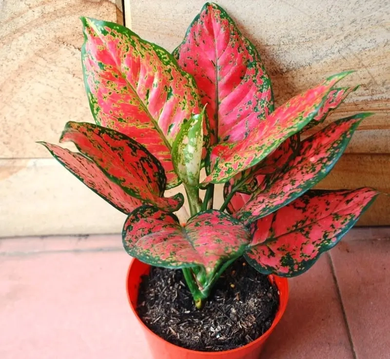 Cây Thịnh Vượng Có Dễ Trồng Không là lựa chọn tuyệt vời cho người mới bắt đầu