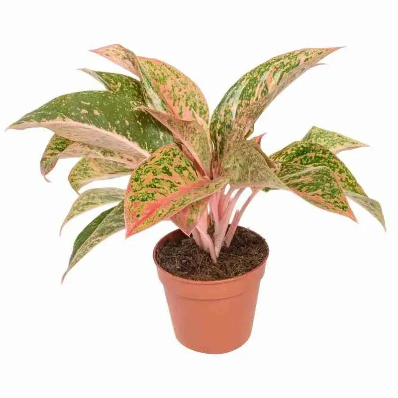 Cây Thịnh Vượng Có Dễ Trồng Không là lựa chọn tuyệt vời cho người mới bắt đầu