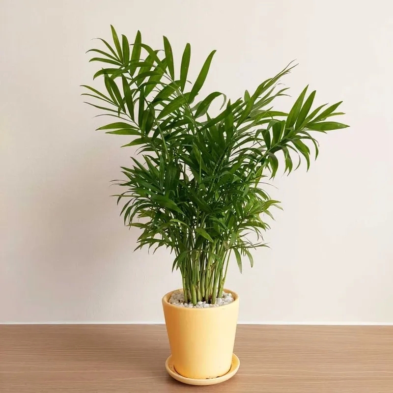 Trang trí nhà đẹp hơn với cây cảnh thu hút tài lộc