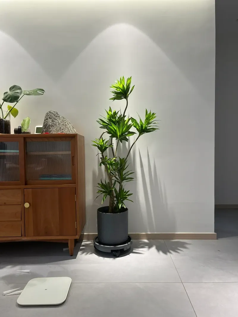 Nhiều gia đình tin dùng cây hút tài lộc mỗi ngày