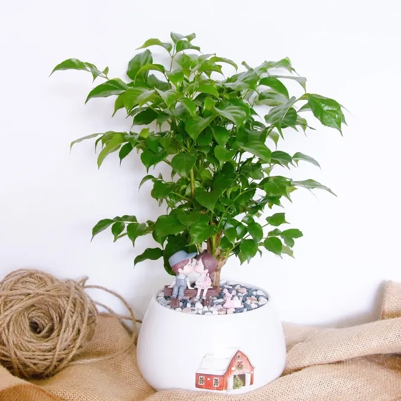 Gợi ý những cây hút tài lộc được ưa chuộng